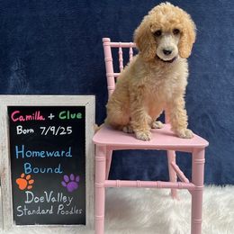 Purple Collar - Apricot female Poodle puppy in Athol, Massachusetts from DoeValley Standard Poodles