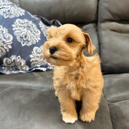 Dark red male - Wheaten male Miniature Schnauzer puppy in Forest, Virginia from Prestige Kennel LLC