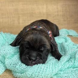 American flag collar - Black brindle male Cane Corso puppy in Beech Island, South Carolina from Relic Cane Corso