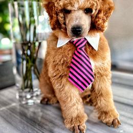 Poodle Puppies from Cityscape Moyen Poodles