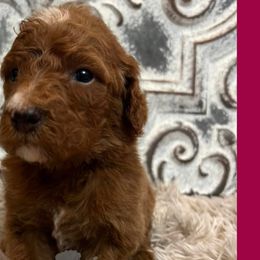 Girl 3 - Poodle puppy in Oxford, Alabama from Posh Poodles Alabama