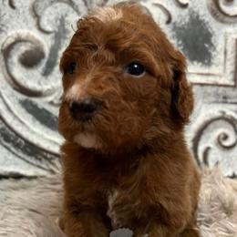 Girl 3 - Poodle puppy in Oxford, Alabama from Posh Poodles Alabama