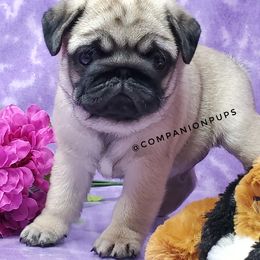 Pug Puppies from Companion Pups