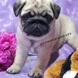 Pug Puppies from Companion Pups