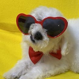 Bichon Frises from BichonSTL