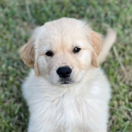 Golden Retrievers from Cover Goldens