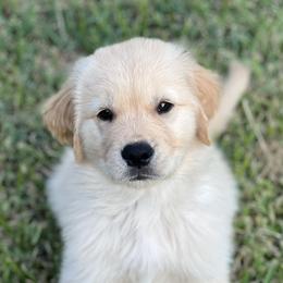 Golden Retrievers from Cover Goldens