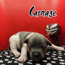 Carnage - Blue white and tan male Rat Terrier puppy in Lynn, Alabama from Cryptic Rat Terriers