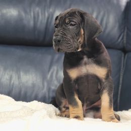 Great Dane Puppies from Northwood Euro Danes