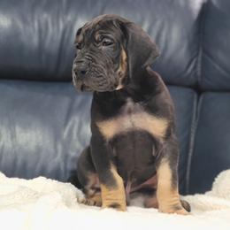 Great Dane Puppies from Northwood Euro Danes