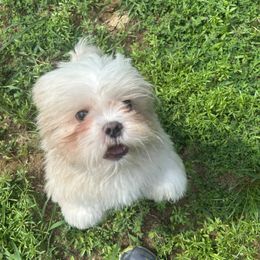 Bold - Shih Tzu