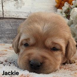 Jackie - Yellow female Labrador Retriever puppy in Gardnerville, Nevada from Jobs Peak Labradors