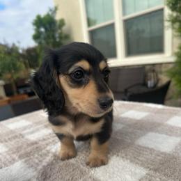 Nala - Black and tan female Dachshund puppy in Menifee, California from Dachshunds in SoCal