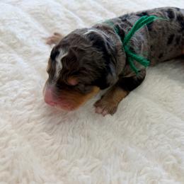 Ginger - Merle male Bernedoodle puppy in Hegins, Pennsylvania from Bubbling Springs Doodles, LLC