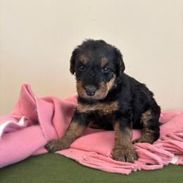 Pink - Black and tan female Airedale Terrier puppy in Huntersville, North Carolina from Cool Hand Luke Kennels