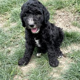 Labradoodle and Poodle Puppies from Top Knot Companions Poodles and Labradoodles