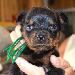 GREEN COLLAR - Black and mahogany male Rottweiler puppy in Dawson Springs, Kentucky from Lakeview Rottweilers