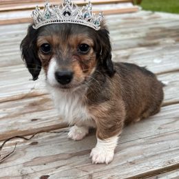 Dachshund Puppies from The Doxie Bar