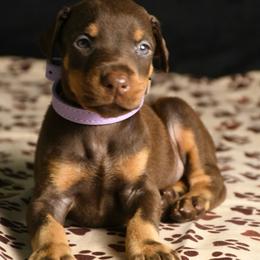Liberty - Red and rust female Doberman Pinscher puppy in Overton, Texas from Obsidian Kennel