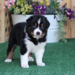 Audi - Black tri-color female Australian Shepherd puppy in Circleville, Utah from Canyon Creek Aussies