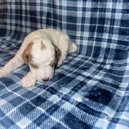 Girl 3 - Blenheim female Cavapoo puppy in Ivins, Utah from Taylia's Cavapoos