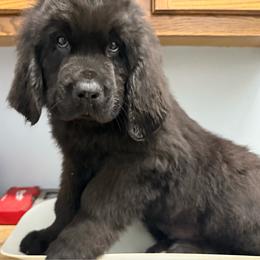 Triumph - Black male Newfoundland puppy in Saukville, Wisconsin from Crossroads Canines ~ Newfoundland Dogs