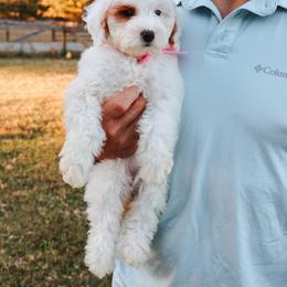Honey - Pink - Parti female Goldendoodle puppy in Ruthorfordton, North Carolina from Duncan Doodles Goldendoodles
