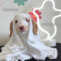 Velma - Piebald female Dachshund puppy in Chandler, Arizona from Vonaducci Doxies, LLC.