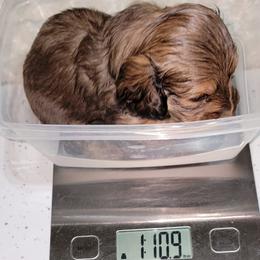 Dachshund Puppies from CLARK'S BREEDING PROGRAM