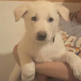 Boy 5 - White male German Shepherd puppy in Tonopah, Nevada from Mercy's White Shepherds