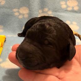 Marge- yellow - Black female Goldendoodle puppy in Van Buren, Missouri from Jami’s Goldendoodles & Poodles