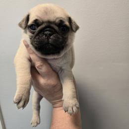 Oliver - Fawn male Pug puppy in Auburn, Kentucky from Prentice Family Pugs