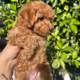 Jay - Red  male Poodle puppy in Riverside, California from Poodles and Frenchies