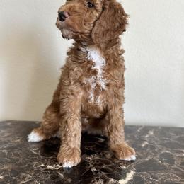Goldendoodle and Poodle All Grown Up from Wischmeier’s Doodles
