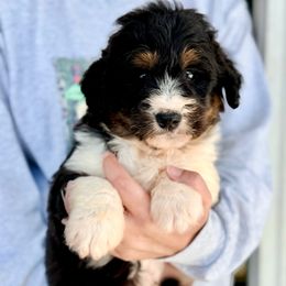 Scout - White and black male Bordoodle puppy in Eastman, Georgia from Dood B Ranch