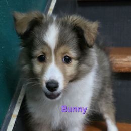 TINY Bunny Cottontail - Sable and white female Shetland Sheepdog puppy in Houston, Texas from LaLa's Lilliputian Lassies