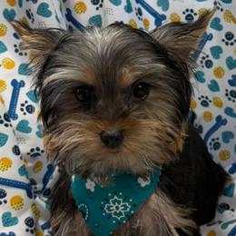 Miso - Black and tan male Yorkshire Terrier puppy in Lebanon, Kentucky from Mosaic Merle Doodles
