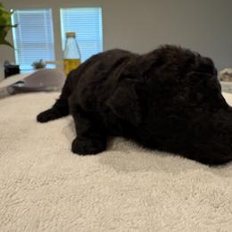 Goldendoodle and Poodle Puppies from Southern Stroll Poodles & Doodles