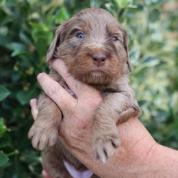 Fleur - female Golden Mountain Doodle puppy in Murray, Utah from Good Looking Dogs