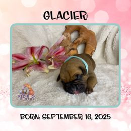Glacier - Fawn female Boxer puppy in Cache County, Utah from Red Rock Boxers