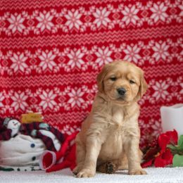 Labrador Retriever Puppies from Sun Ridge Labradors