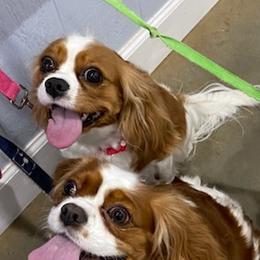 Cavalier King Charles Spaniels and Cavapoos from April’s Cavaliers/Cavapoos