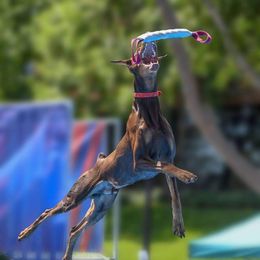 Doberman Pinschers from Wind River Dobermans