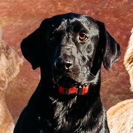 Labrador Retrievers and Poodles from Kounty Line Kennel LLC