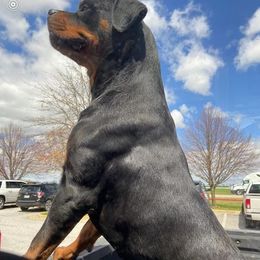 Rottweiler All Grown Up from Vom Haus Tim-Mo Rottweiler Kennel
