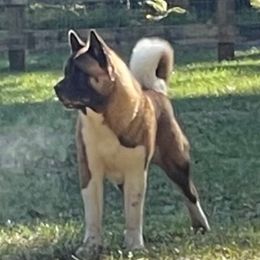 Willow - Akita