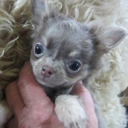 Chihuahuas from Deer Run Farm Puppies
