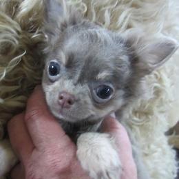 Chihuahuas from Deer Run Farm Puppies