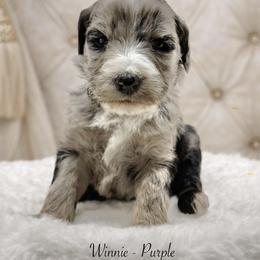 Winnie - Merle female Sheepadoodle puppy in Thornville, Ohio from Four Front Doodles & Friends