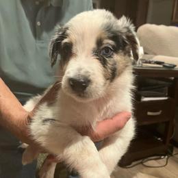 Reese - Blue merle male Border Collie puppy in Holden, Missouri from Spotted Feather Farm